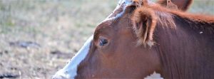 vache 4