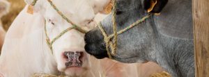 vaches 2